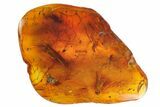 Detailed Fossil Caddisfly and Five Flies in Baltic Amber #142247-5